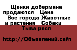 Щенки добермана  продаются › Цена ­ 45 000 - Все города Животные и растения » Собаки   . Тыва респ.